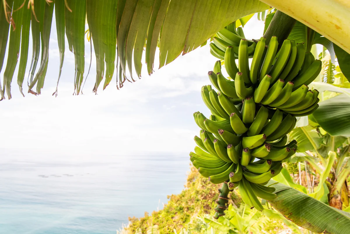 Bananes bio des Antilles : une consommation responsable - 100% Antilles