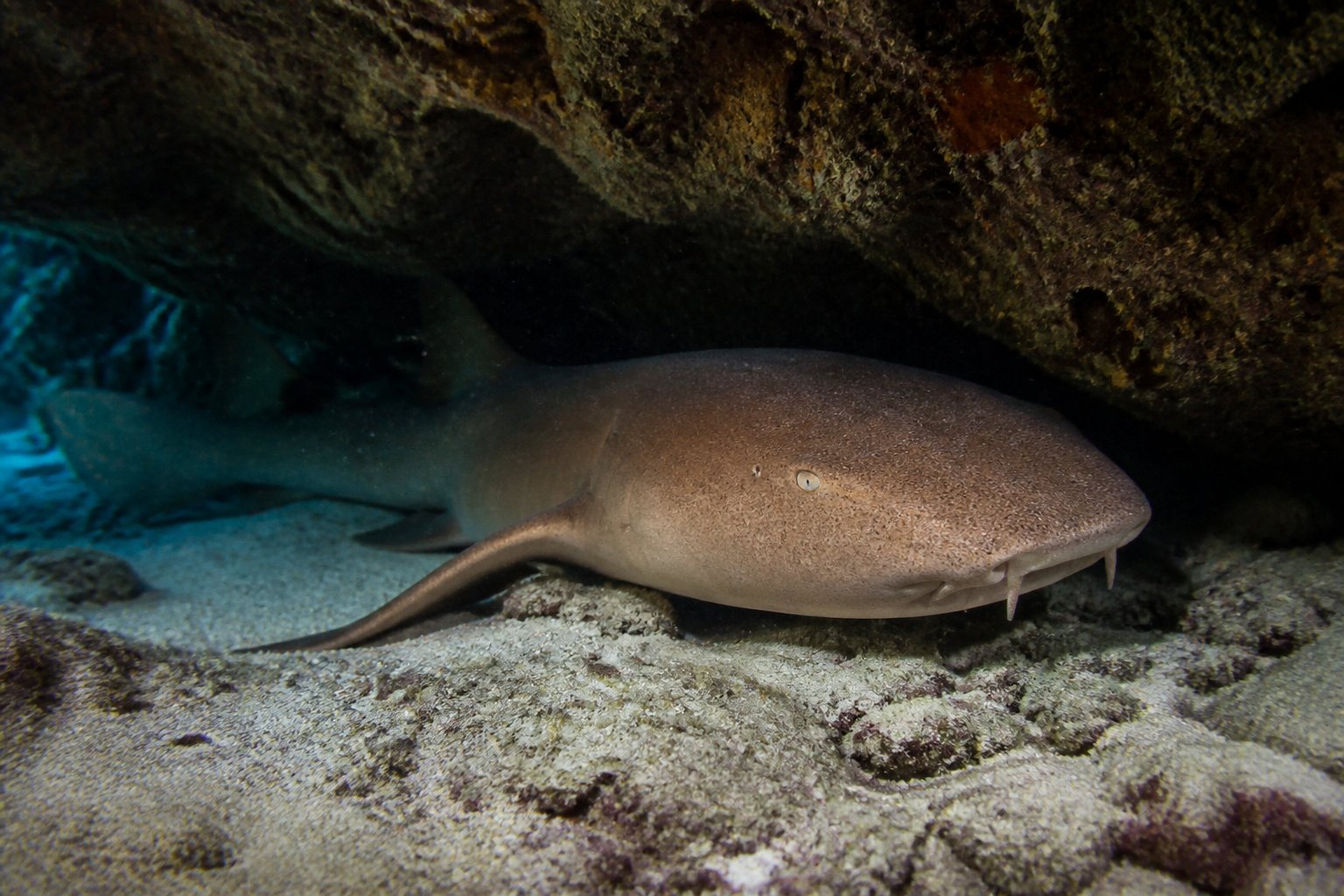 Gros Îlet : observer les requins dormeurs face à Gustavia