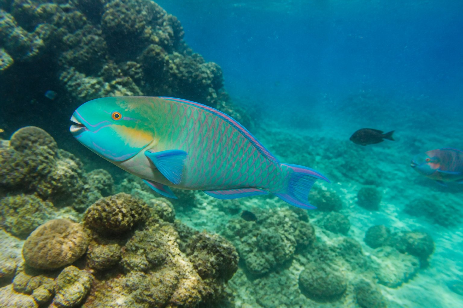Lower Bay Beach et ses spots de snorkeling