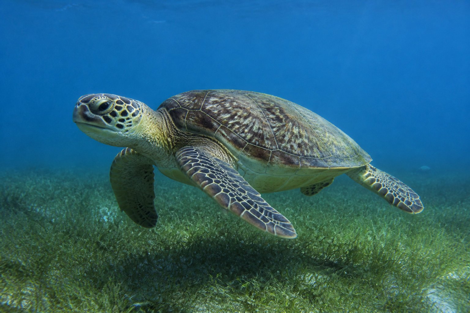 Pointe de Colombier : le paradis des tortues et des éponges